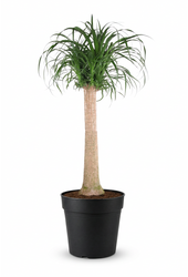Beaucarnea stam P34 - 3ft