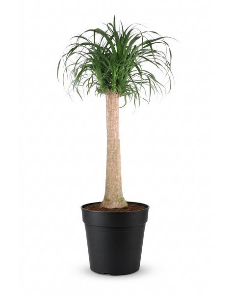 Beaucarnea stam P34 - 3ft