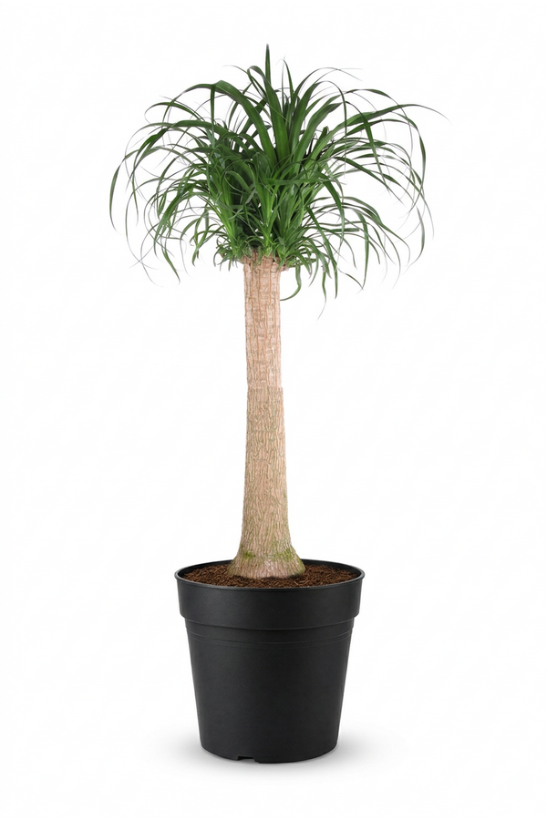 Beaucarnea stam P34 - 3ft