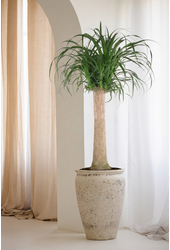Beaucarnea stam P34 - 3ft