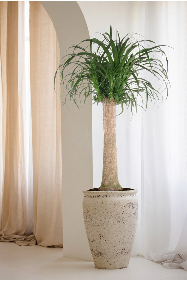 Beaucarnea stam P34 - 3ft