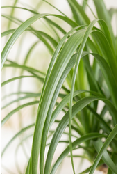 Beaucarnea stam P34 - 3ft
