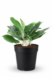 Aglaonema White Edge