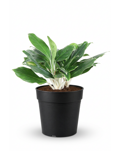Aglaonema White Edge