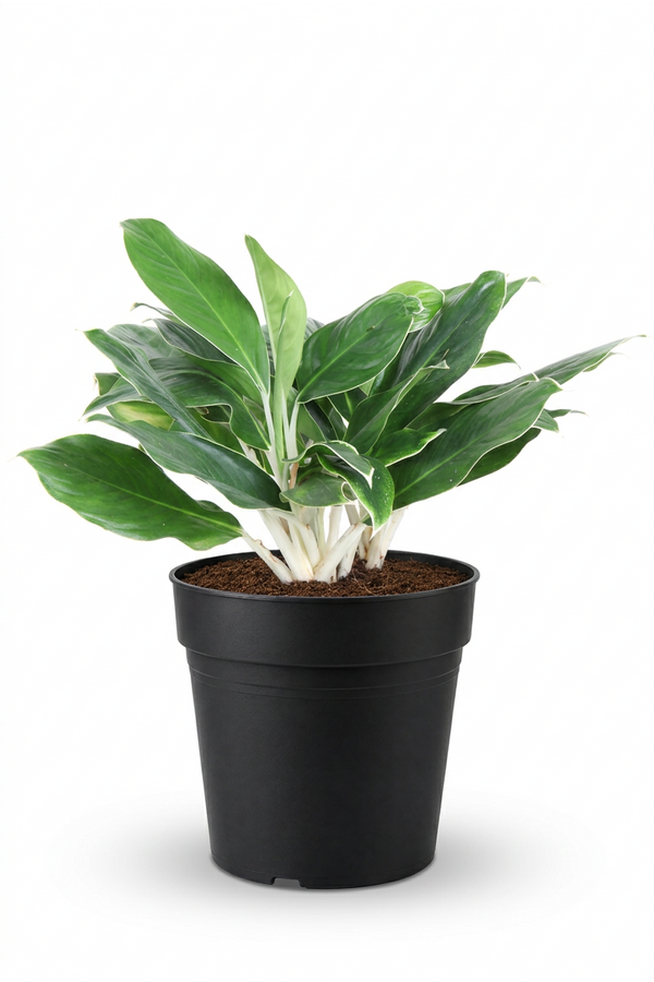 Aglaonema White Edge