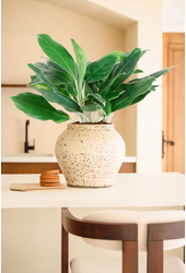 Aglaonema White Edge