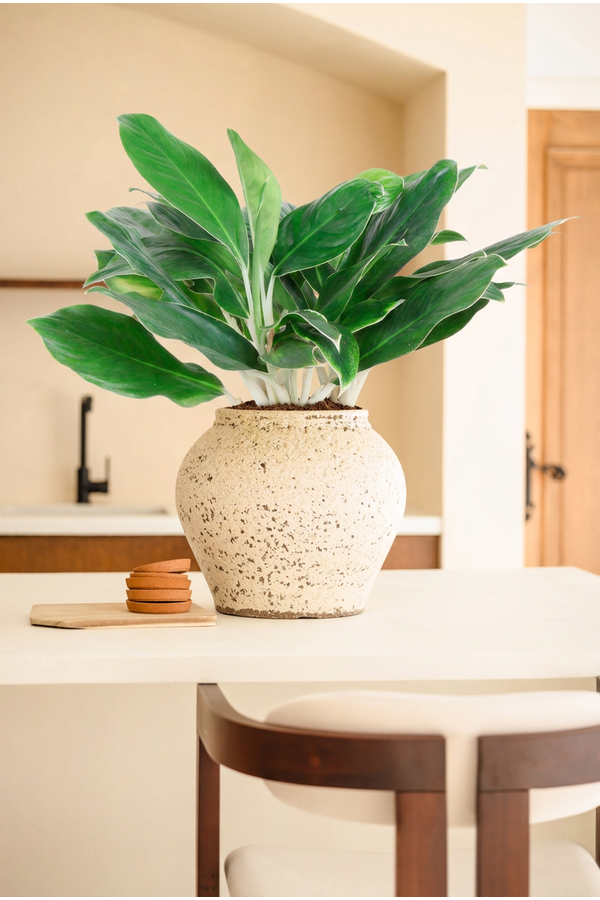 Aglaonema White Edge