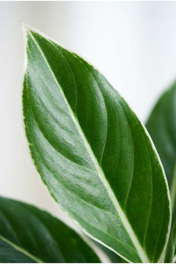 Aglaonema White Edge