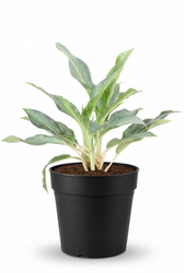 Aglaonema Ghost