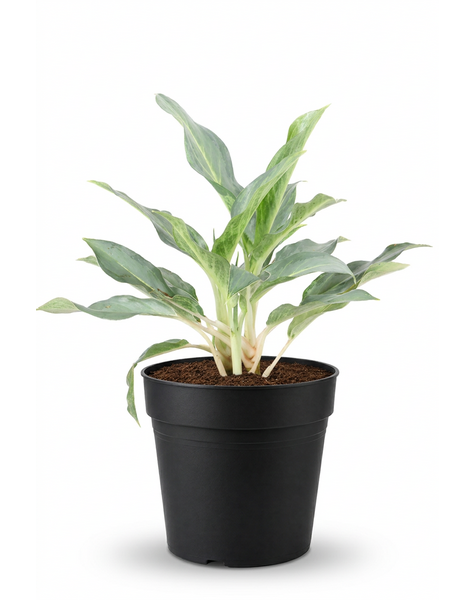 Aglaonema Ghost