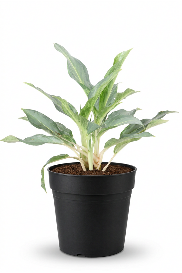 Aglaonema Ghost