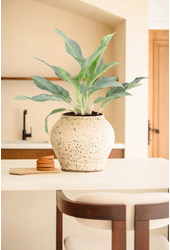 Aglaonema Ghost