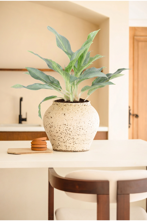Aglaonema Ghost