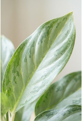 Aglaonema Ghost