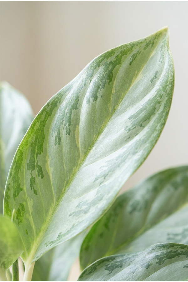 Aglaonema Ghost