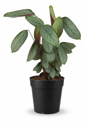 Calathea Silverstar