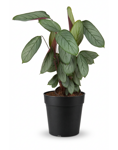 Calathea Silverstar