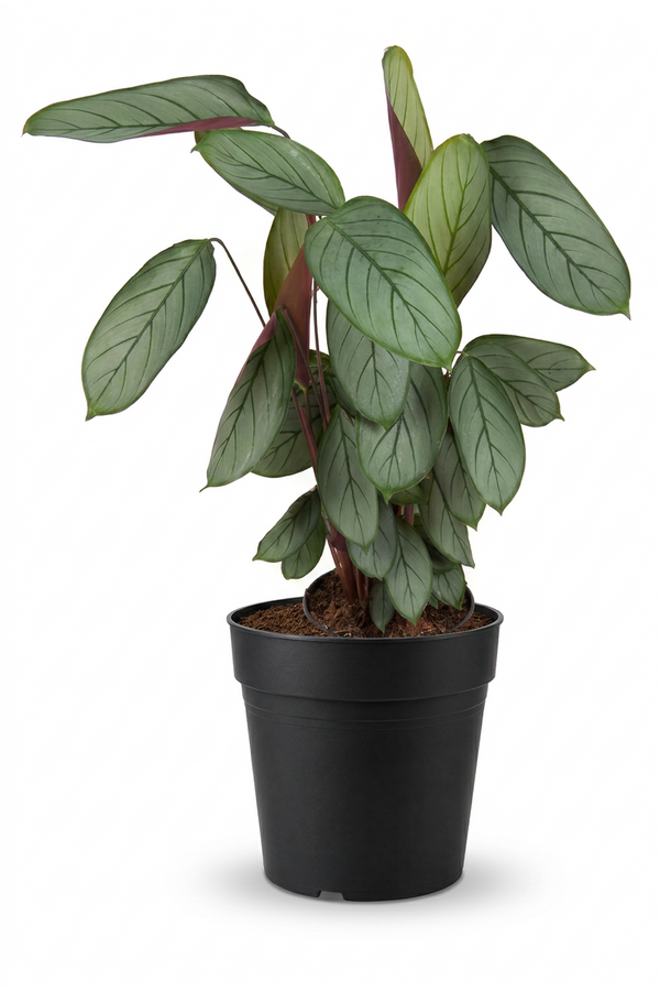 Calathea Silverstar