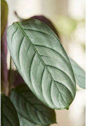 Calathea Silverstar