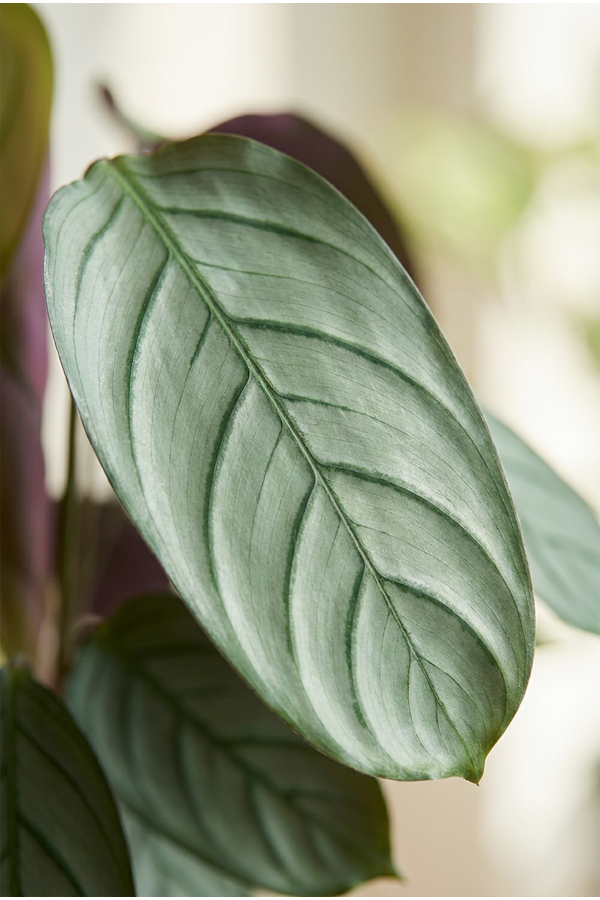 Calathea Silverstar
