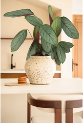Calathea Silverstar