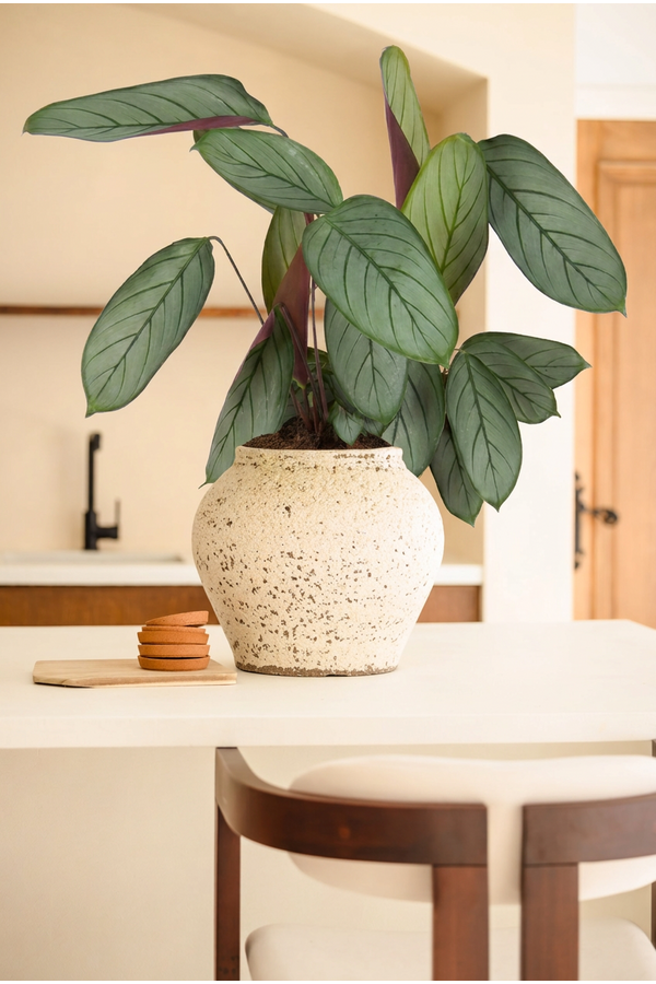 Calathea Silverstar