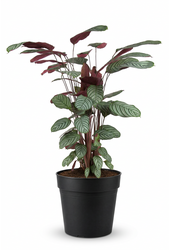 Calathea Oppenheimiana