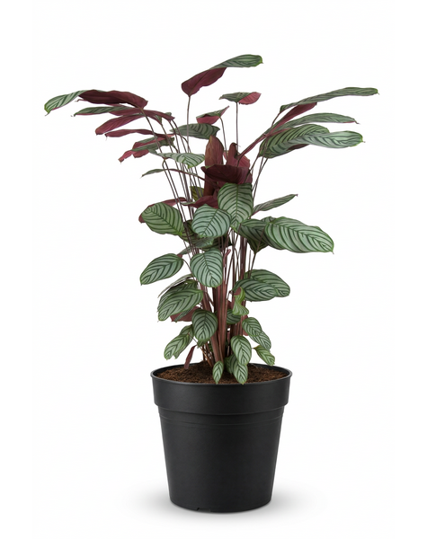 Calathea Oppenheimiana