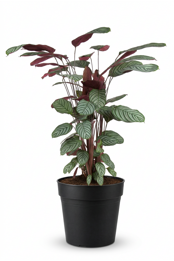 Calathea Oppenheimiana