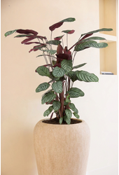 Calathea Oppenheimiana