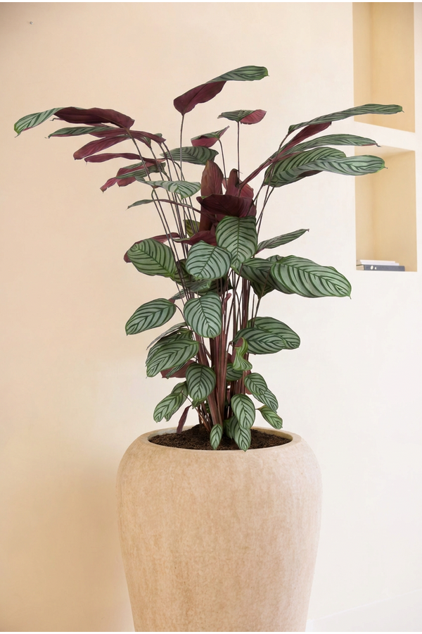 Calathea Oppenheimiana