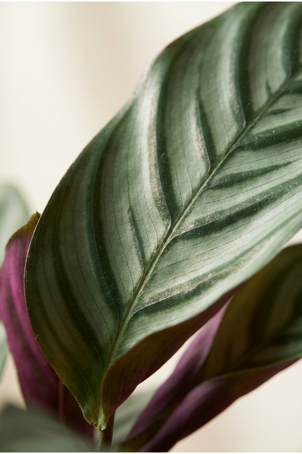 Calathea Oppenheimiana