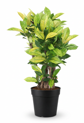 Codiaeum Brazilia vertakt P24