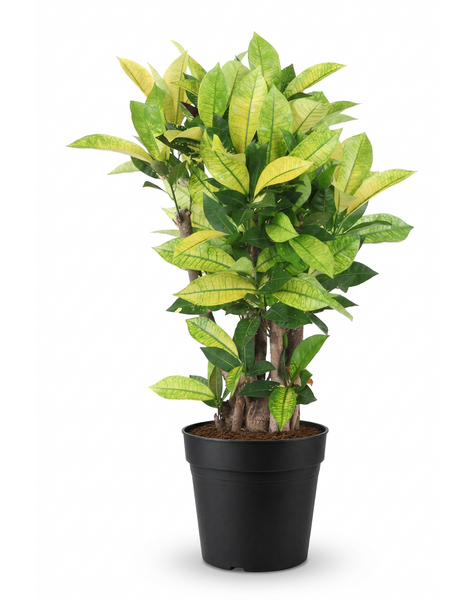 Codiaeum Brazilia vertakt P24