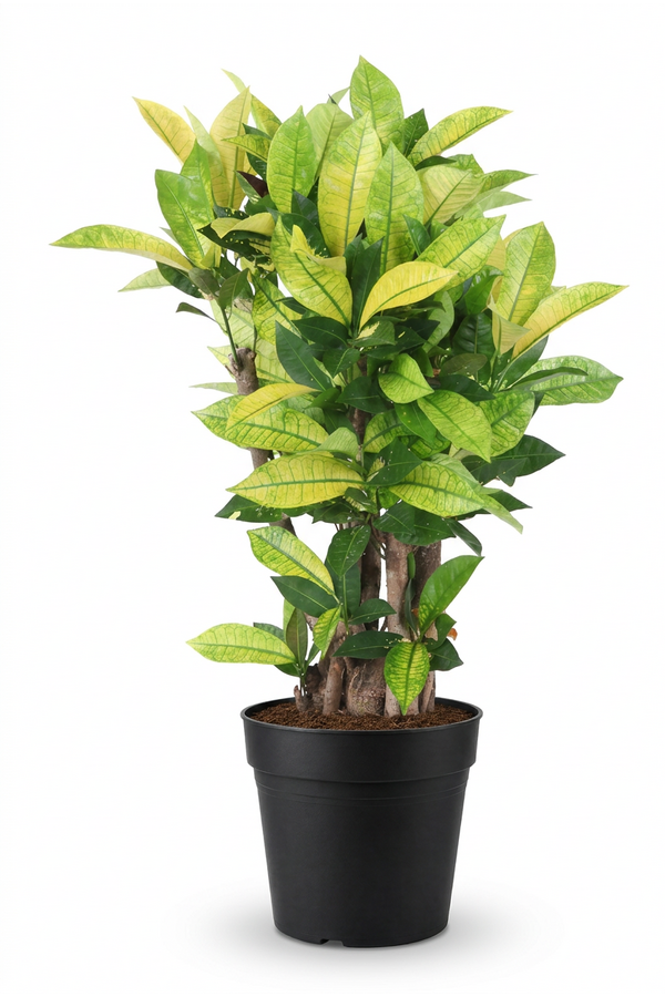 Codiaeum Brazilia vertakt P24