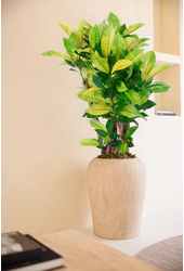 Codiaeum Brazilia vertakt P24