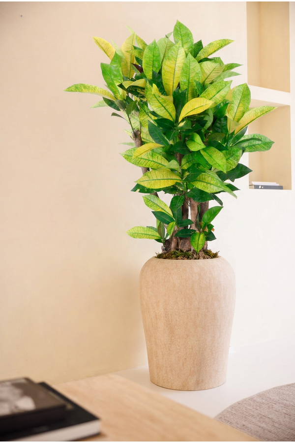 Codiaeum Brazilia vertakt P24