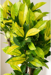 Codiaeum Brazilia vertakt P24
