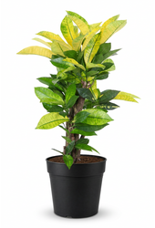 Codiaeum Brazilia vertakt P21