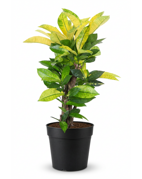 Codiaeum Brazilia vertakt P21