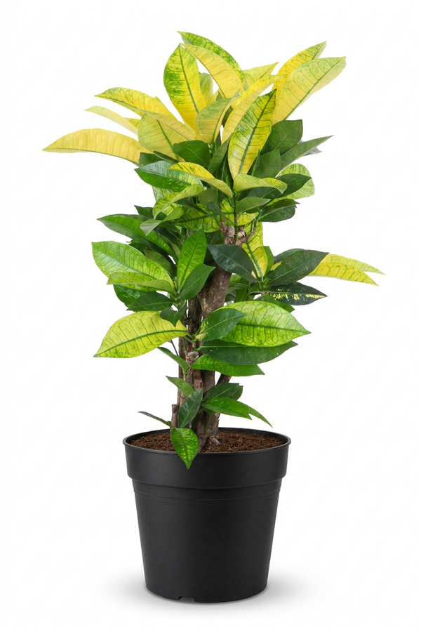 Codiaeum Brazilia vertakt P21