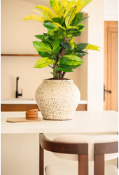 Codiaeum Brazilia vertakt P21