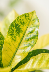 Codiaeum Brazilia vertakt P21