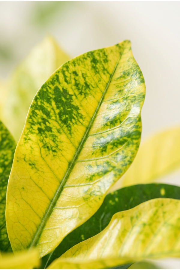 Codiaeum Brazilia vertakt P21