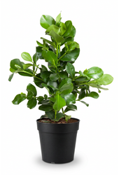 Clusia Rosea 3PP P24