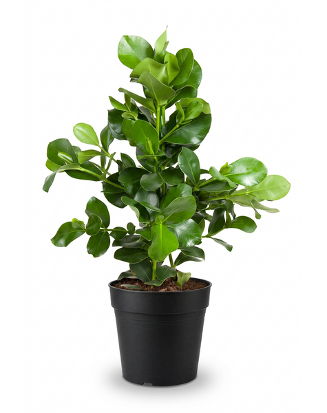 Clusia Rosea 3PP P24
