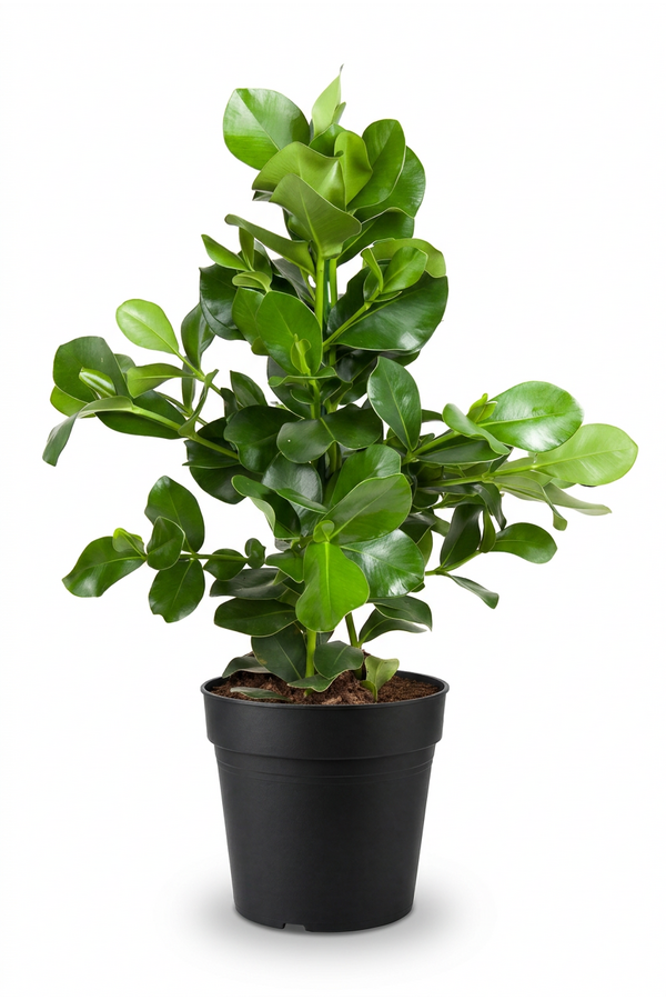 Clusia Rosea 3PP P24