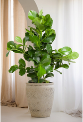 Clusia Rosea 3PP P24