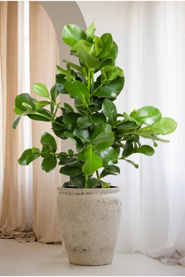 Clusia Rosea 3PP P24