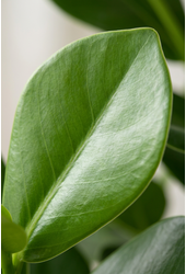 Clusia Rosea 3PP P24